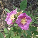 rosa californica